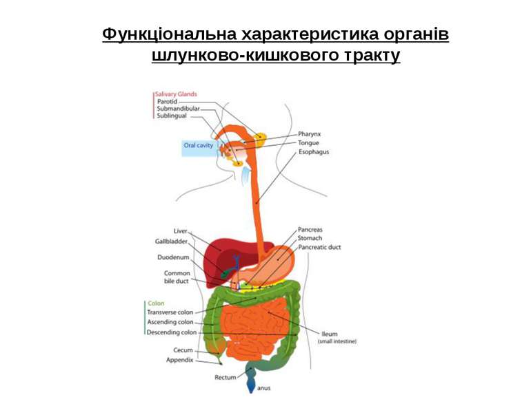 Функціональна характеристика органів шлунково-кишкового тракту