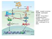 MDP – мураміл дипептид MyD88 - адаптерний протеїн IRAK1 - Інтерлейкін 1 асоці...