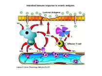 Intestinal immune response to enteric antigens. Laroux F S et al. Physiology ...