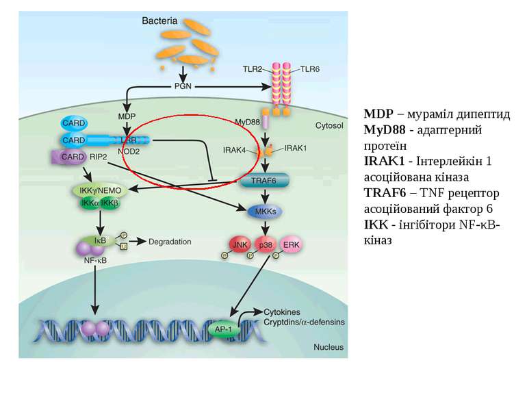 MDP – мураміл дипептид MyD88 - адаптерний протеїн IRAK1 - Інтерлейкін 1 асоці...
