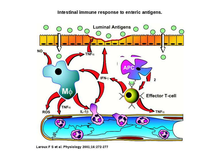 Intestinal immune response to enteric antigens. Laroux F S et al. Physiology ...