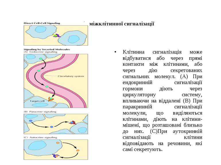 Способи міжклітинної сигналізації Клітинна сигналізація може відбуватися або ...