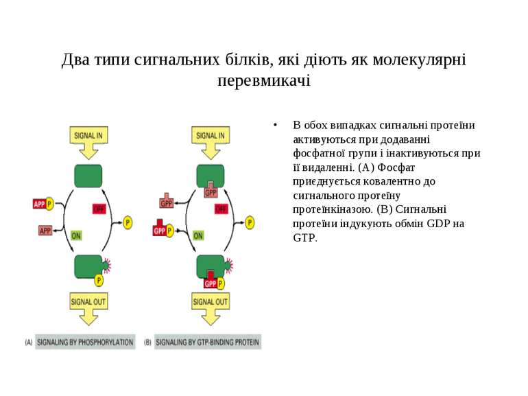 Два типи сигнальних білків, які діють як молекулярні перевмикачі В обох випад...