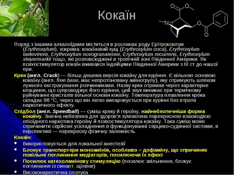 Кокаїн Поряд з іншими алкалоїдами міститься в рослинах роду Ерітроксилум (Ery...