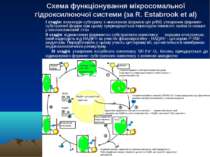 Схема функціонування мікросомальної гідроксилюючої системи (за R. Estabrook e...