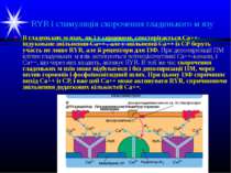 RYR і стимуляція скорочення гладенького м язу В гладеньких м язах, як і у сер...