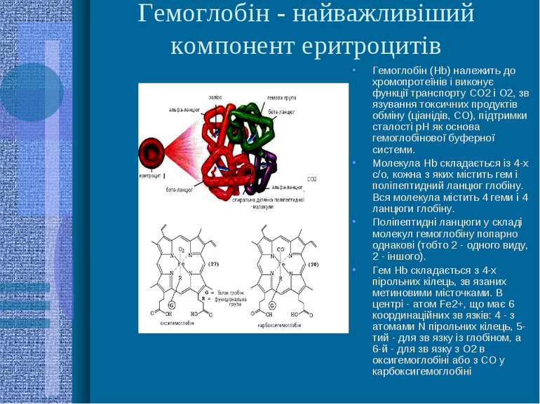 Гемоглобін - найважливіший компонент еритроцитів Гемоглобін (Hb) належить до ...