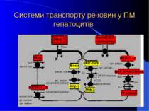 Системи транспорту речовин у ПМ гепатоцитів