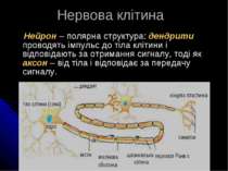 Нейрон – полярна структура: дендрити проводять імпульс до тіла клітини і відп...