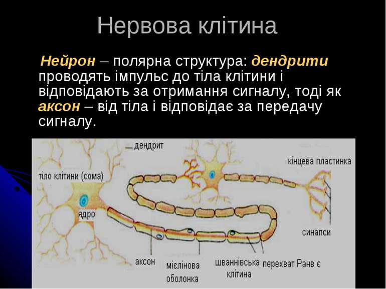 Нейрон – полярна структура: дендрити проводять імпульс до тіла клітини і відп...