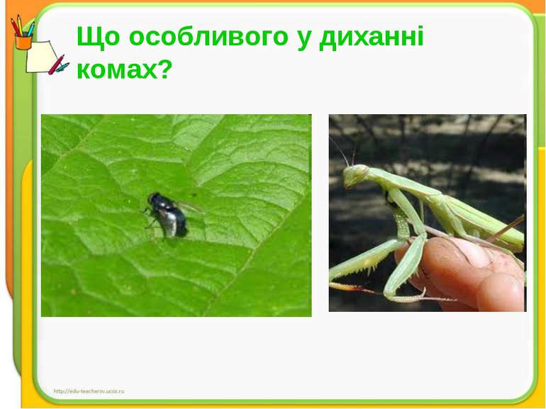 Що особливого у диханні комах?