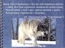 Звали його Сіроманцем і був він найстарішим вовком у світі. Все своє сіроманч...