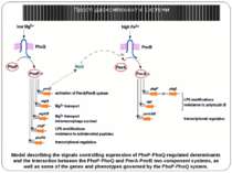 Model describing the signals controlling expression of PhoP-PhoQ-regulated de...