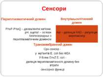 Сенсори Периплазматичний домен Внутрішьоклітинний домен PhoP-PhoQ – двовалент...
