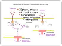 Молекулярна сигналізація в хемосенсорній системі E.coli (А) Р-П-белок Tsr свя...