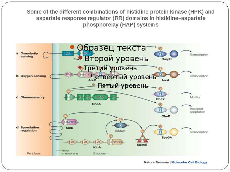 Some of the different combinations of histidine protein kinase (HPK) and aspa...