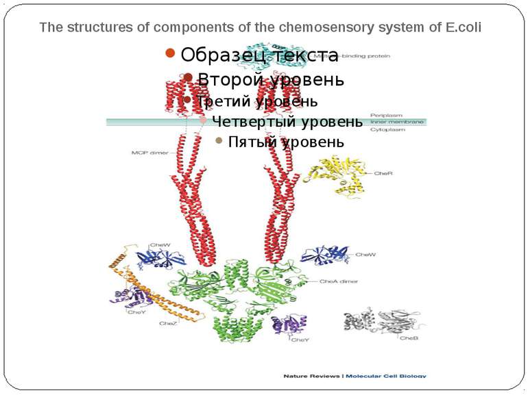 The structures of components of the chemosensory system of E.coli The figure ...
