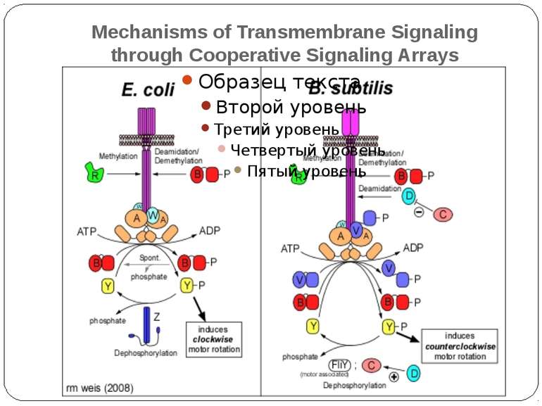 Mechanisms of Transmembrane Signaling through Cooperative Signaling Arrays