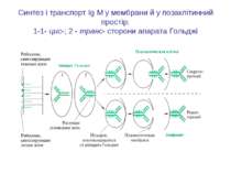 Синтез і транспорт Ig М у мембрани й у позаклітинний простір: 1-1- цис-; 2 - ...