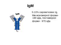 IgM 5-10% сироваткових Ig, Мм мономерної форми- 190 кДа, пентамерної форми - ...
