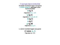 Структура імуноглобулінів Н-важкі поліпептидні ланцюги 5 класів ланцюгів- від...