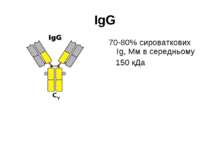 IgG 70-80% сироваткових Іg, Мм в середньому 150 кДа