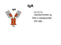 IgА 13-15 % сироваткових Іg, Мм в середньому 150 кДа