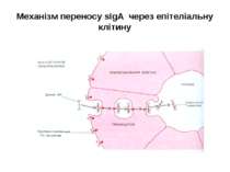 Механізм переносу sІgА через епітеліальну клітину