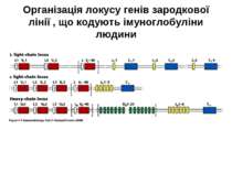 Організація локусу генів зародкової лінії , що кодують імуноглобуліни людини
