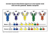 Ізотипи імуноглобулінінів кодуються кластерами генів константних доменів важк...