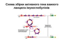 Схема збірки активного гена важкого ланцюга імуноглобулінів