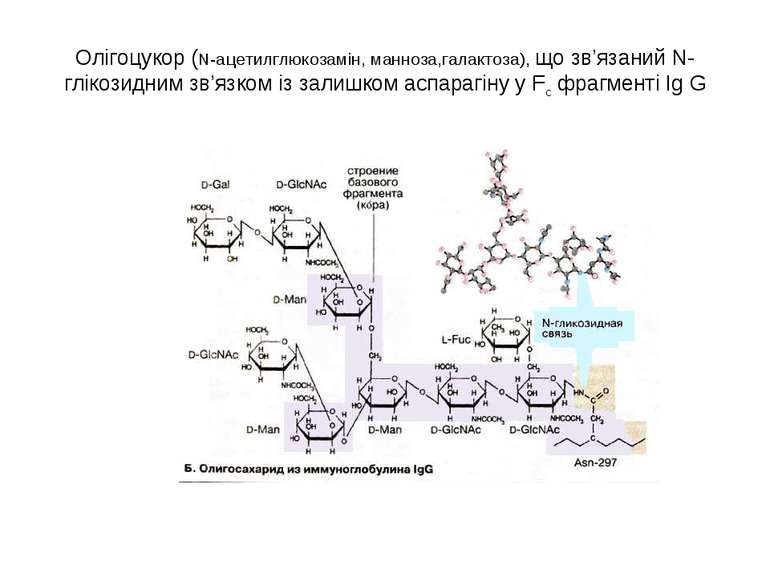 Олігоцукор (N-aцетилглюкозамін, манноза,галактоза), що зв’язаний N-глікозидни...
