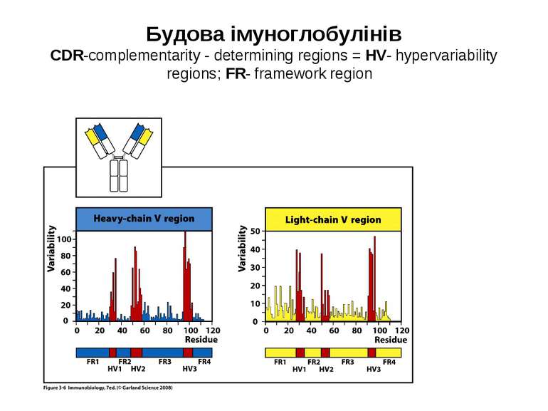 Будова імуноглобулінів CDR-complementarity - determining regions = HV- hyperv...