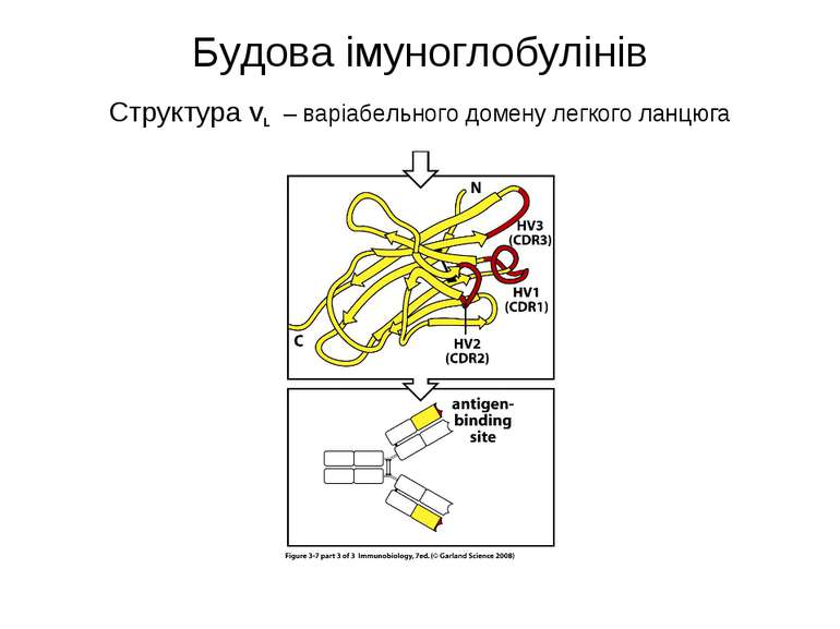 Будова імуноглобулінів Cтруктура VL – варіабельного домену легкого ланцюга