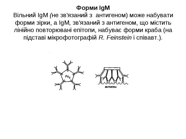 Форми IgM Вільний IgM (не зв'язаний з антигеном) може набувати форми зірки, а...