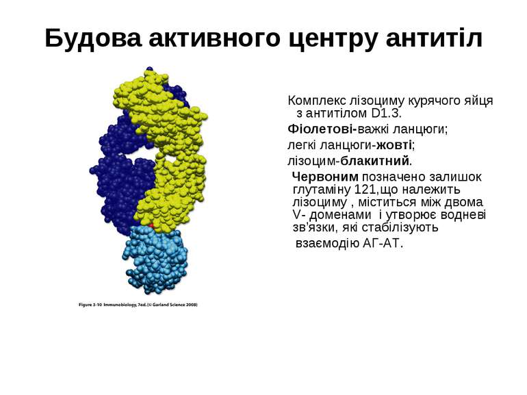 Будова активного центру антитіл Комплекс лізоциму курячого яйця з антитілом D...