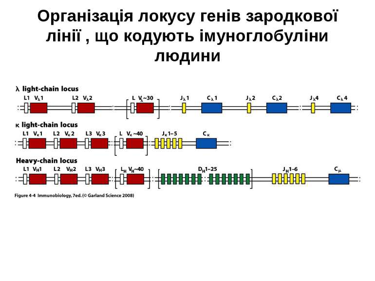 Організація локусу генів зародкової лінії , що кодують імуноглобуліни людини