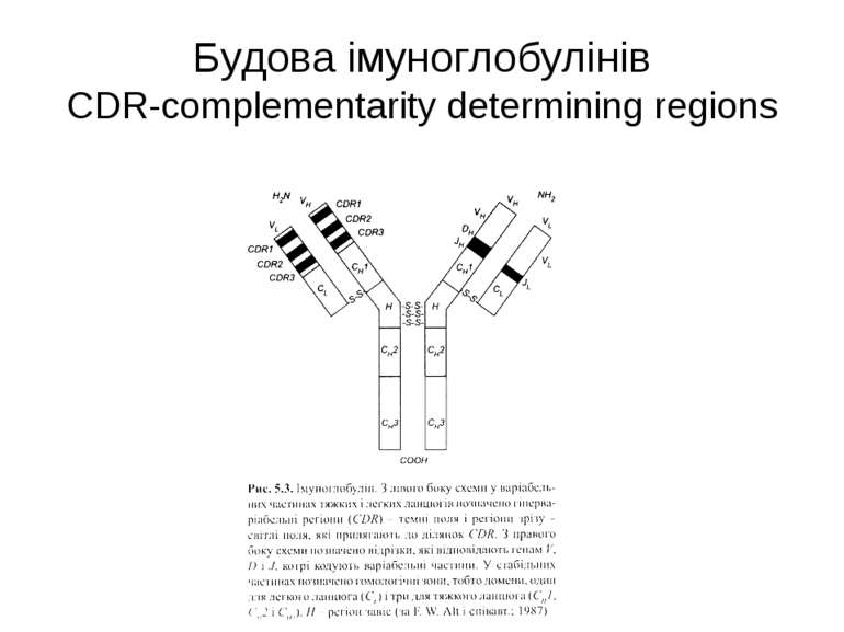 Будова імуноглобулінів CDR-complementarity determining regions