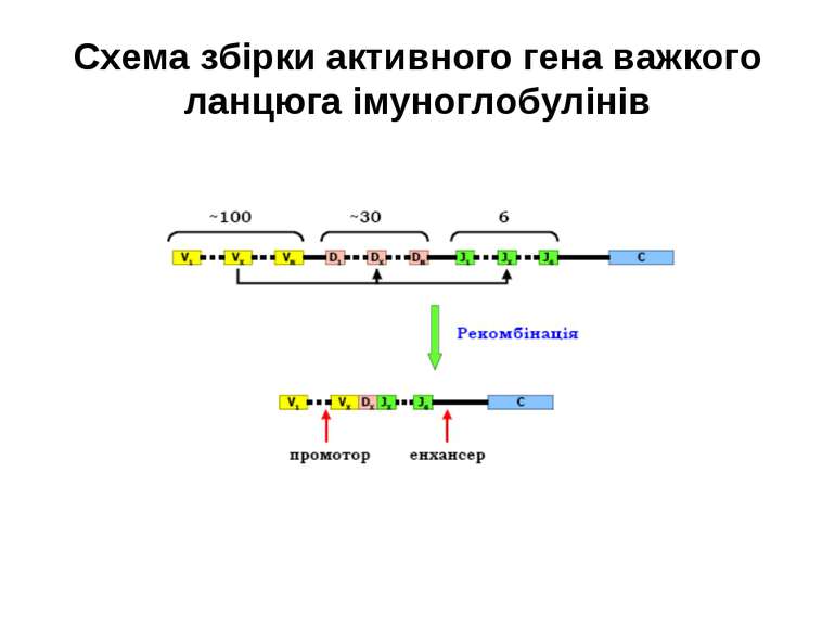Схема збірки активного гена важкого ланцюга імуноглобулінів