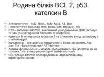 Родина білків BCL 2, р53, катепсин В Антиапоптичні - Bcl2, BclxL, Bclw, Mcl1,...