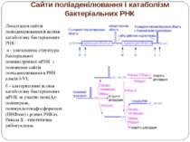 Сайти поліаденілювання і катаболізм бактеріальних РНК Локалізація сайтів полі...