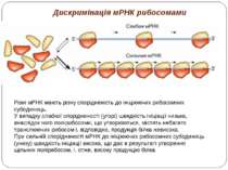 Дискримінація мРНК рибосомами Різні мРНК мають різну спорідненість до ініціюю...