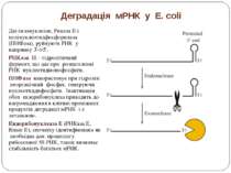 Деградація мРНК у E. coli Дві екзонуклеази, Рнказа II і полінуклеотидфосфорил...