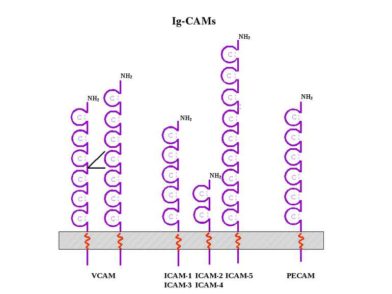 VCAM ICAM-1 ICAM-3 ICAM-2 ICAM-4 PECAM C C C C C C C C C C S S S S C C C C C ...