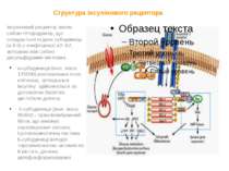 Структура інсулінового рецептора Інсуліновий рецептор являє собою гетеродимер...