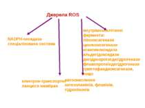 Джерела ROS NADPH-оксидаза спеціалізована система внутрішньоклітинні ферменти...