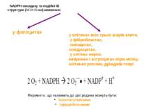 NADPH-оксидазу та подібні їй структури (NOX-білки) виявлено: Ферменти, що нал...