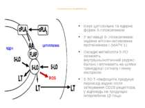 5-ЛІПООКСИГЕНАЗА ЯК ДЖЕРЕЛО ROS Існує цитозольна та ядерна форми 5-ліпоксиген...