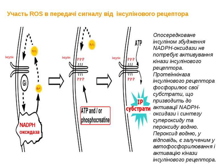 Участь ROS в передачі сигналу від інсулінового рецептора Опосередковане інсул...
