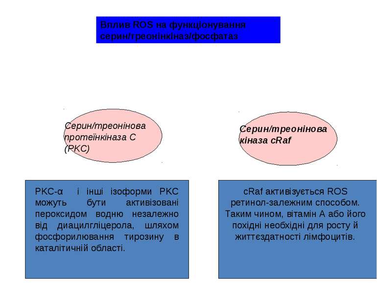 PKC-α і інші ізоформи PKC можуть бути активізовані пероксидом водню незалежно...